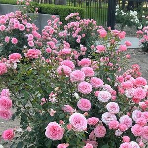 Meet your Posher, Violet